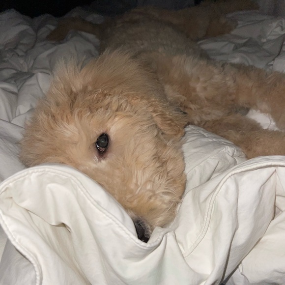 Meet your Posher, Jennifer - Picture 12 of 13